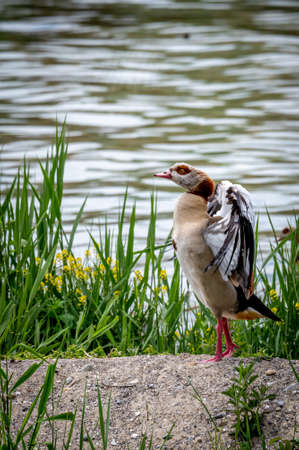 Egyptian goose spreading wings in natural environment. Alopochen aegyptiaca in Switzerland. Beauty in nature.の写真素材