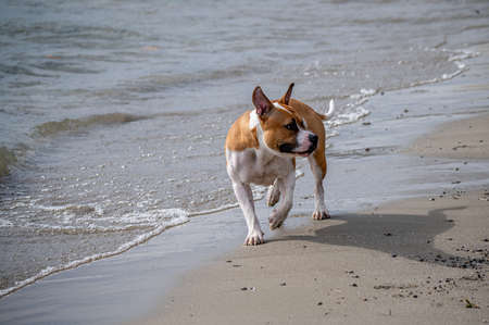 One white and brown dog walking on the beach beside water. Tranquil scene.の写真素材