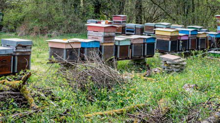 Hives of bees in the apiary. Painted wooden beehives with active honey bees. Bee yard in Switzeland....