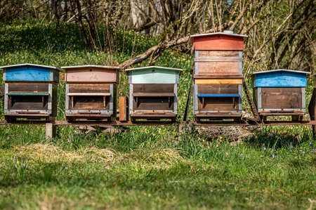 Hives of bees in the apiary. Painted wooden beehives with active honey bees. Bee yard in Switzeland....