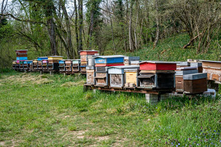 Hives of bees in the apiary. Painted wooden beehives with active honey bees. Bee yard in Switzeland....