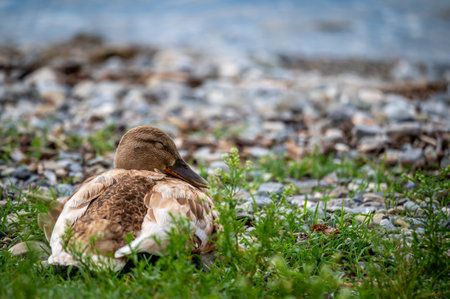 One female shoveller sleeping on grass beside lake. Northern shoveler. Anas clypeata. Lausanne, Switzerland. Beauty in nature.の写真素材