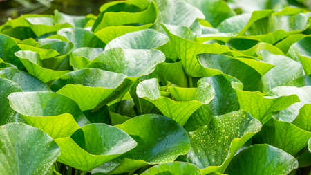 Raindrops on lotus leaves in summer. Nymphaea alba. European white water lily. White water rose....