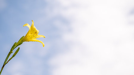 Yellow flower against clear sky. Hemerocallis lilioasphodelus. Hemerocallis flava. Lemon daylily. Lemon lily. Yellow daylily. Beauty in nature.の写真素材