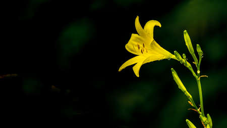 Yellow flower with dark background. Hemerocallis lilioasphodelus. Hemerocallis flava. Lemon daylily....