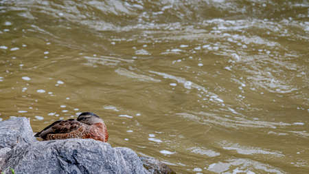 Mallard Duck. Anas platyrhynchos. One female wild duck on rock beside water. Lausanne, Switzerland. Tranquil scene.の写真素材