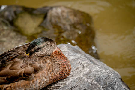 Mallard Duck. Anas platyrhynchos. One female wild duck on rock beside water. Lausanne, Switzerland. Tranquil scene.の写真素材