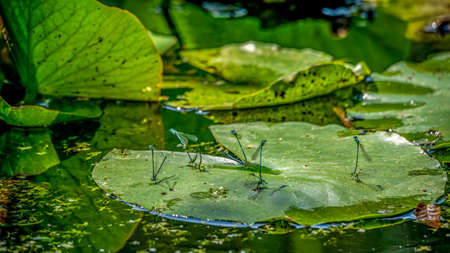 Damselfly on lotus leaves. Animal mating. Male variable damselflies. Variable bluet. Coenagrion pulchellum. Beauty in nature.の写真素材