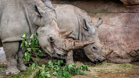 Two white rhinoceros grazing. Square-lipped rhinoceros. Ceratotherium simum. Portrait of mother and baby rhinos.の写真素材