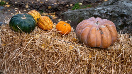 Orange pumpkins decoration in autumn. Holidays.