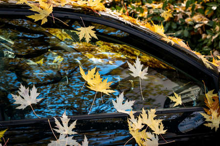 Yellow and orange autumn leaves background. Outdoor. Colorful backround image of fallen autumn...