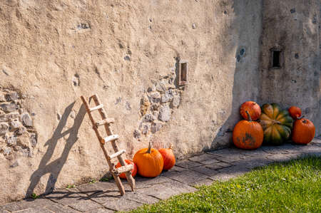 Pumpkins beside old wall. Halloween and autumn harvest. Season concept and background.の写真素材