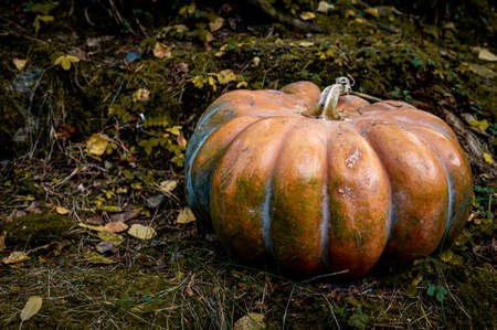 Pumpkins with leaves on ground. Halloween and autumn harvest. Season concept and background.の写真素材