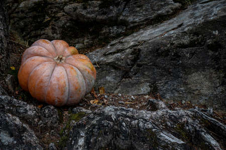 Pumpkins on ground. Halloween and autumn harvest. Season concept and background.の写真素材