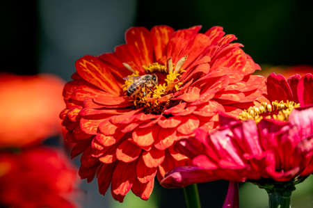 Bee on a flower. Red dahlia flower. European honey bee. Apis mellifera in Switzerland. Biodiversity.