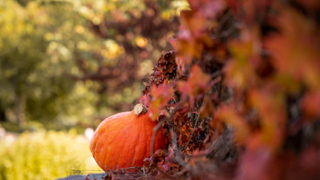 Pumpkins with red leaves. Halloween and autumn harvest. Holidays.の写真素材