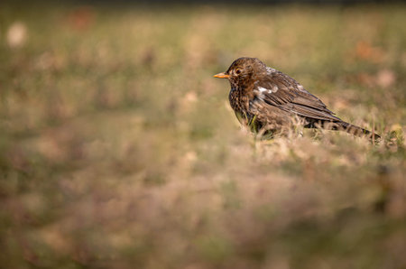 Blackbird on the grass. Turdus merula. Eurasian blackbird. Beauty in nature.