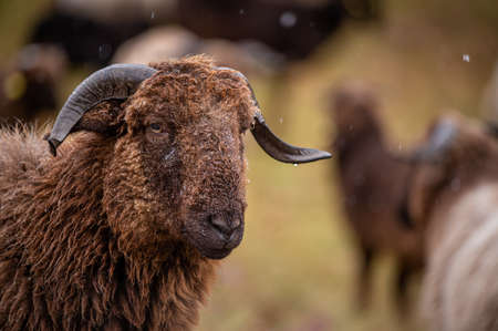 Portrait of swiss sheep. One curly fur horned Wallis country Sheep. Roux du Valais. Switzerland....