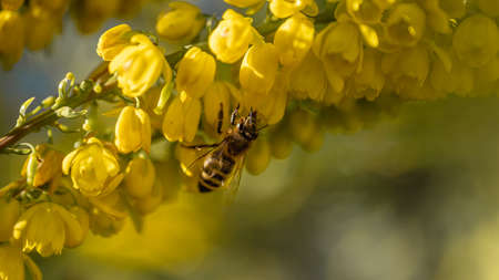 Bee on yellow flower. Mahonia European honey bee on japonica. Japanese mahonia. Apis mellifera in sunny day.の写真素材