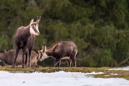 Chamois in the snow. Two rupicapra rupicapra in Switzerland. Mother and little one.の写真素材