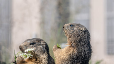 Marmot eating grass. Closeup alpine marmot in the Swiss Alps in summer. Marmota marmota.