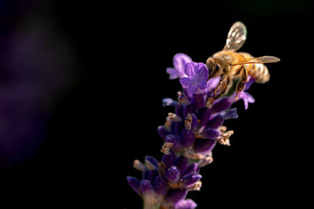 Bee on flower. European honey bee on lavender with black background. Apis mellifera in Switzerland. Beauty in nature.の写真素材