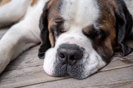 Portrait of a dog. Sleeping Saint Bernard dog on floor. One St. Bernard. Alpine Spaniel. St. Bernhardshund. Close up.の写真素材