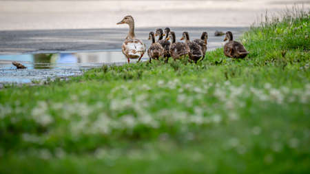 Duck and ducklings in the grass. One adult female mallard duck with little ducklings. Anas...