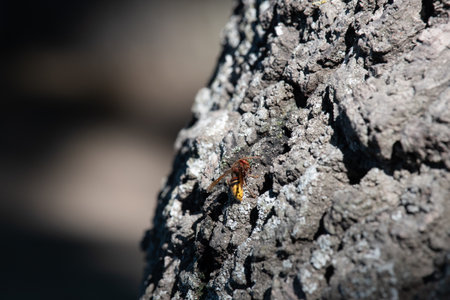 European hornet. Vespa crabro on tree. Wasp. Lausanne, Switzerland.