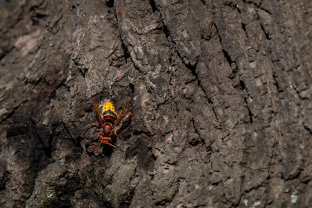 European hornet. Vespa crabro on tree. Wasp. Lausanne, Switzerland.の写真素材
