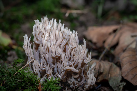 Group of ramaria pallida mushrooms. Toxic Ramaria Mairei Donk.の写真素材