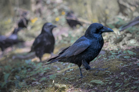 <p>Black Crow walking. Side view of Carrion crow on the ground. Corvus corone. Biodiversity.</p>