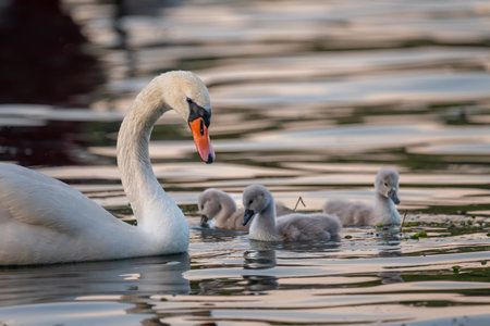 family of swans. One white mute swan parent with gray baby cygnets swimming together in spring. Cygnus olor in Lake Geneva.の写真素材