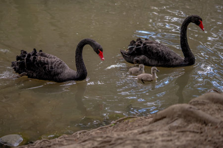 Family of swans. Two black mute swan parent with gray baby cygnets swimming together in spring. Cygnus atratus in river.の写真素材