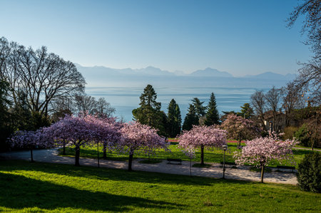 Blossom in spring. Landscape of Prunus Kwanzan pink flowers, tree, mountain and lake. Lausanne, Switzerland.の写真素材