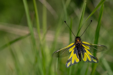 Closeup of wild libelloides coccajus with yellow wings and black antennae sitting on thin stem in nature against blurred background.の写真素材