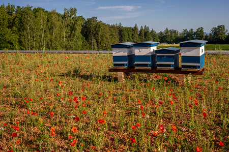 Hives of bees in the apiary with flowers. Wooden blue and white beehives with flying honey bees. Red poppies. European honey bee. Apis mellifera in Switzerland.の写真素材