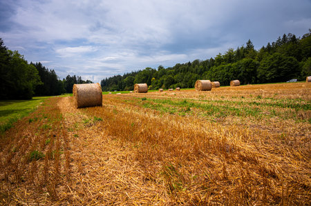 Straw bales on field. Round dry hay, sky, car and forest.の写真素材
