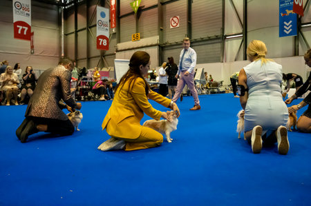 Geneva, Geneva Canton, Switzerland - 27 August, 2023: Handler presenting dog during World dog show.