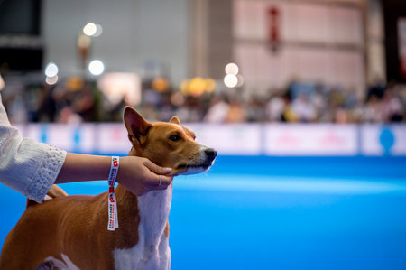 Geneva, Geneva Canton, Switzerland - 27 August, 2023: Handler presenting dog during World dog show.のeditorial素材