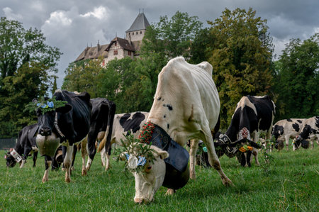 Swiss cows decorated with flowers and huge cowbell. Desalpes ceremony. Holstein Friesian. Blonay, Vaud Canton, Switzerland.の写真素材