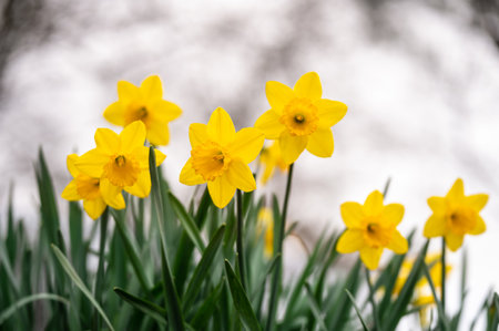 Yellow narcissus flowers blooming. Narcissus minor. Group of lesser daffodil. Least daffodil in...