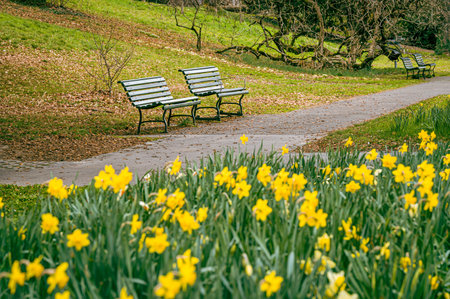 Yellow narcissus flowers blooming in park. Narcissus minor. Group of lesser daffodil in spring. Least daffodil and bench.の写真素材