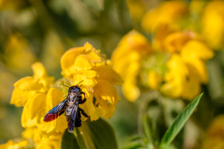 bee on yellow flower. One Xylocopa violacea on Phlomis fruticosain. Violet carpenter bee on...