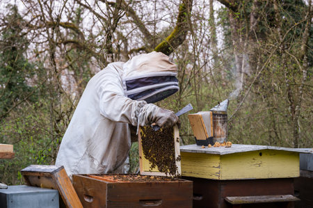 Beekeeper in full suits checking honey on the beehive frame in the forest.