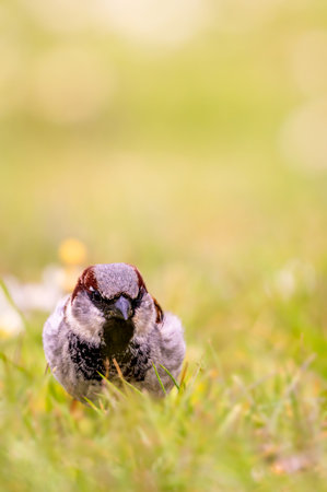 Sparrow on the ground. One male house sparrow perching in spring.の写真素材