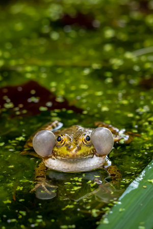 Frog calling in water. One breeding male pool frog crying with vocal sacs on both sides of mouth in...
