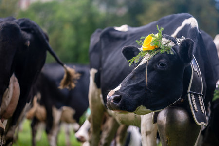 Swiss cows decorated with flowers and cowbell. Desalpes ceremony in Switzerland.の写真素材