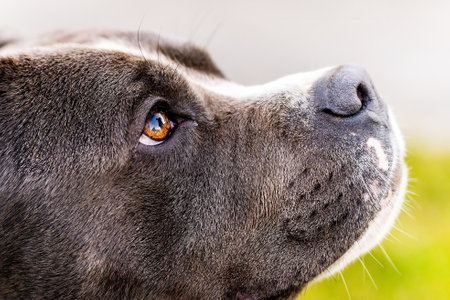 Portrait of dog. One blue American staffordshire terrier.