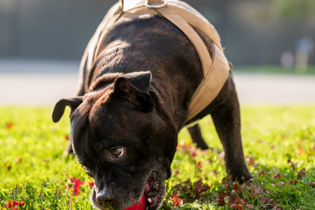 Dog is playing ball. One brindle and white staffordshire terrier.